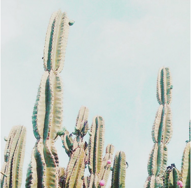 catus, death, life, vintage